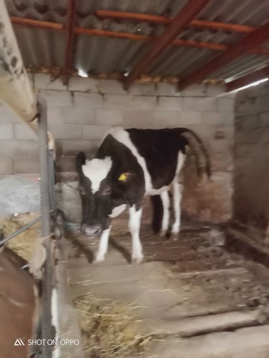 Продам молочную  корову