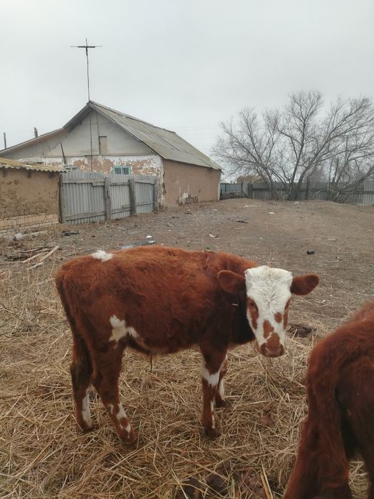 Продаётся бички, телачки