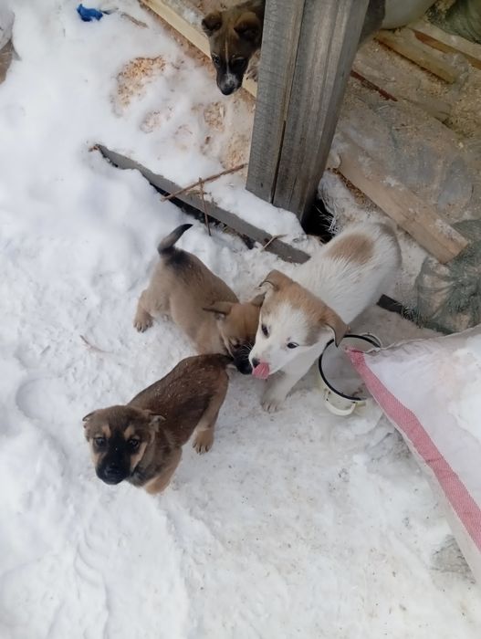 Щенки 2 месяца отдам