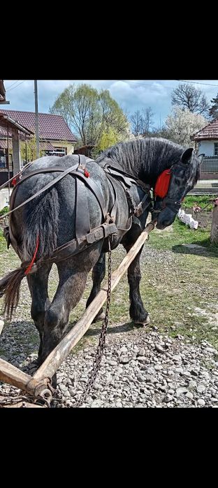 Vand manz in Mai face 2 ani