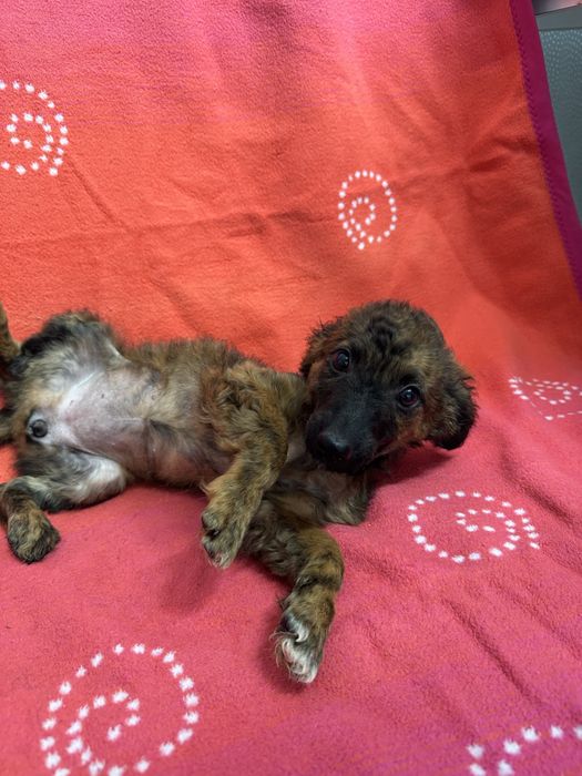Donatie catelusa  talie mica