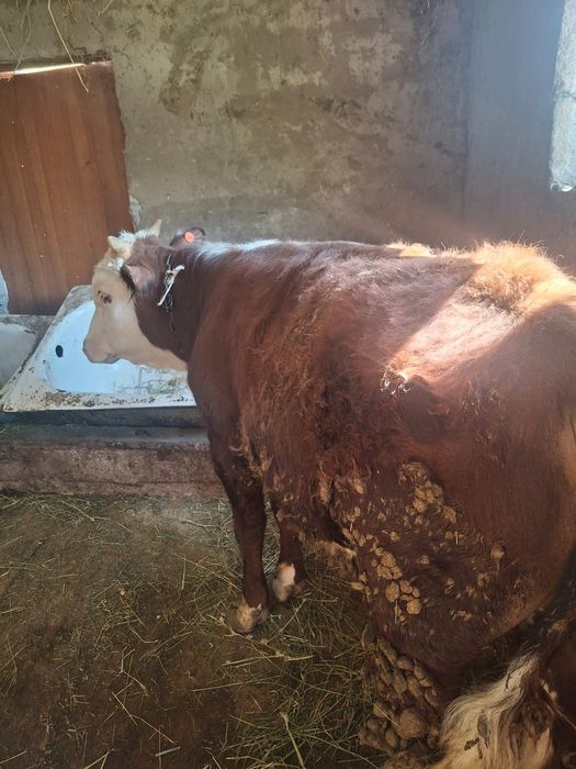 Продается бычки отличные