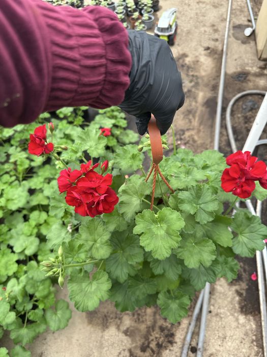 Flori de exterior in ghivece