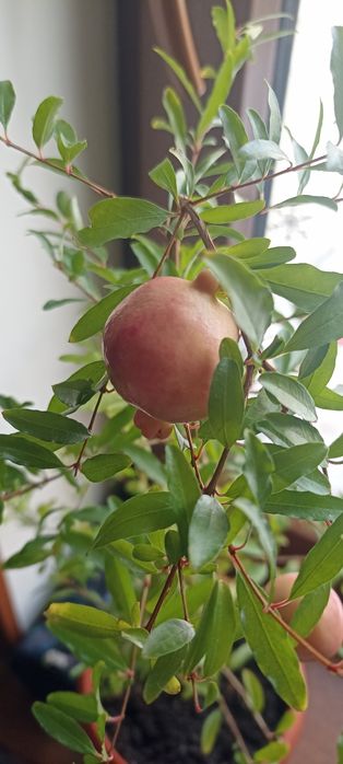 Гранатовое дерево . Домашний гранат