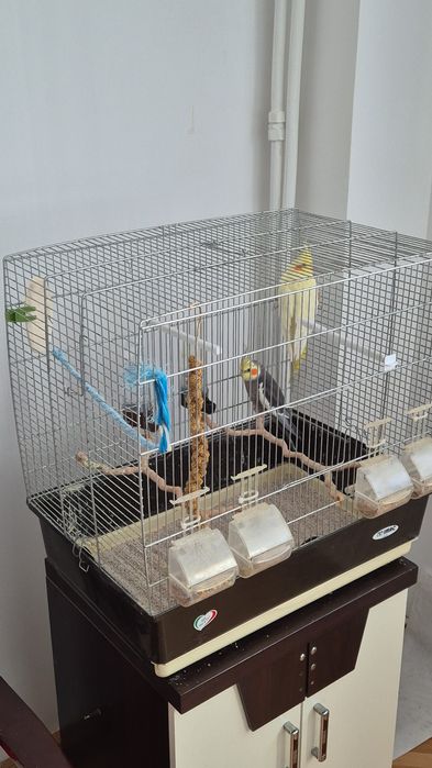 Papagalii Nimfe pui blânzi