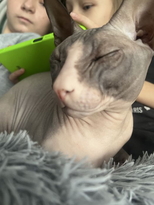 Ваша киска в зоне риска