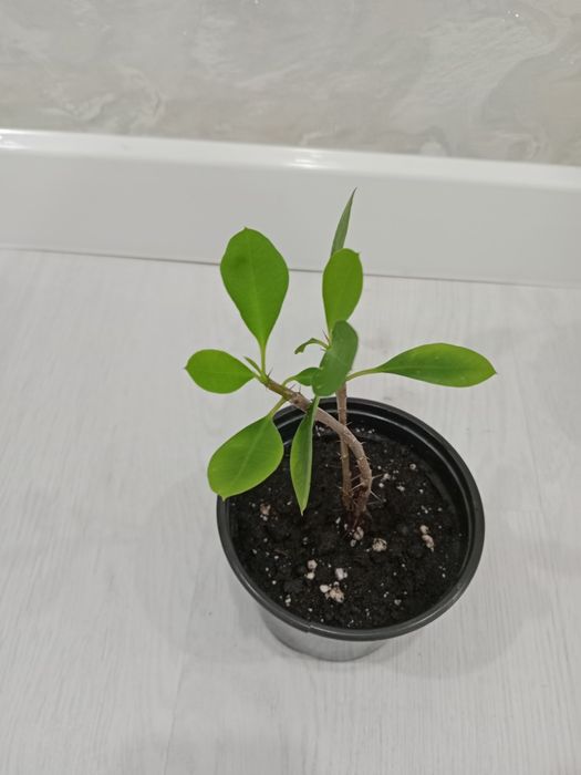 Комнатные разные