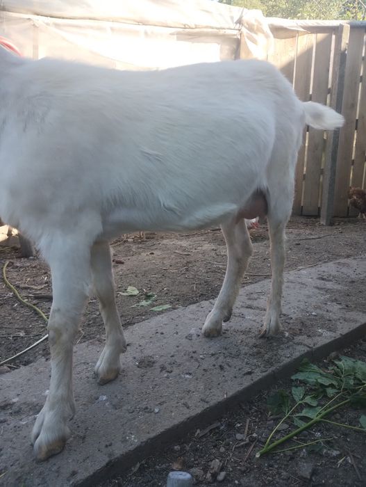 Capra de vânzare foarte blândă