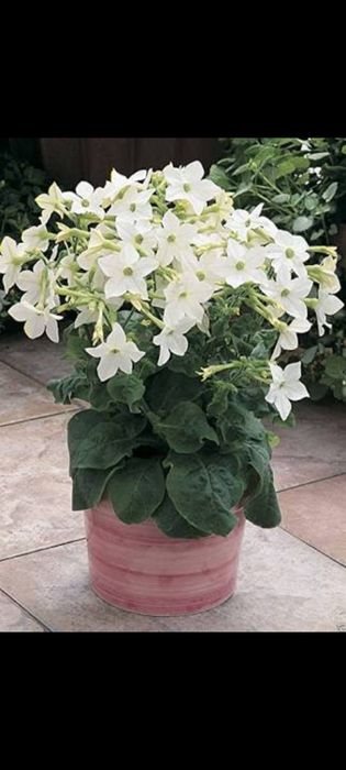 Rasaduri legume tradiționale românești  și flori crescute natural BIO