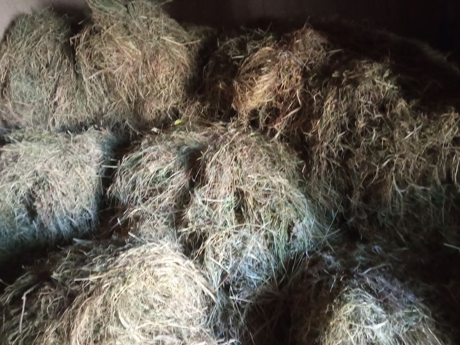 Хашак ,беда томорка утлари