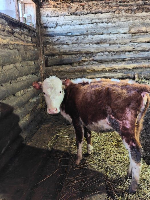 Продам 3х не телец и быка