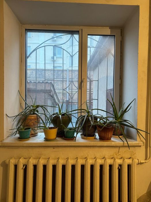 Алоэ в горшках продам