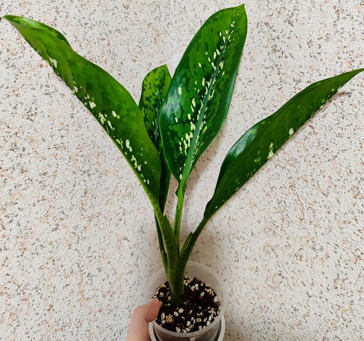 Dieffenbachia Crocodile
