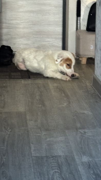 Щенок ищет дом .