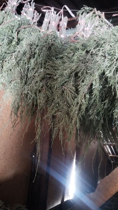 Веники и лечебные травы