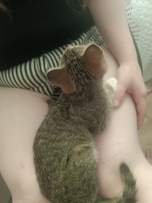 Отдам котенка девку