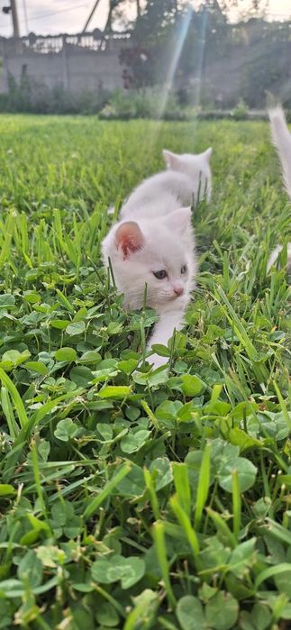 Котята белые котики с голубыми глазами