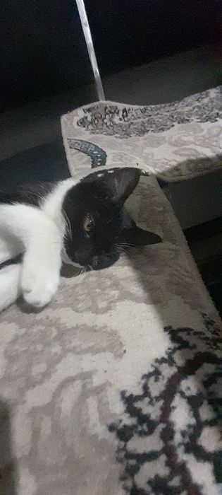 кот мальчик 3месяца