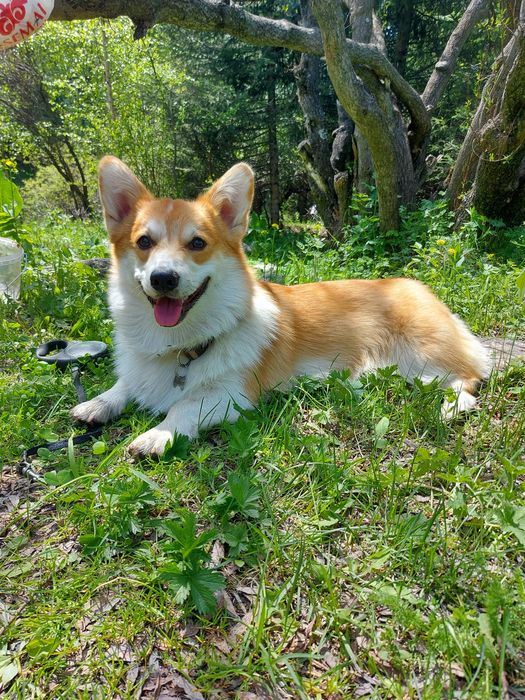 Кобель корги для вязки