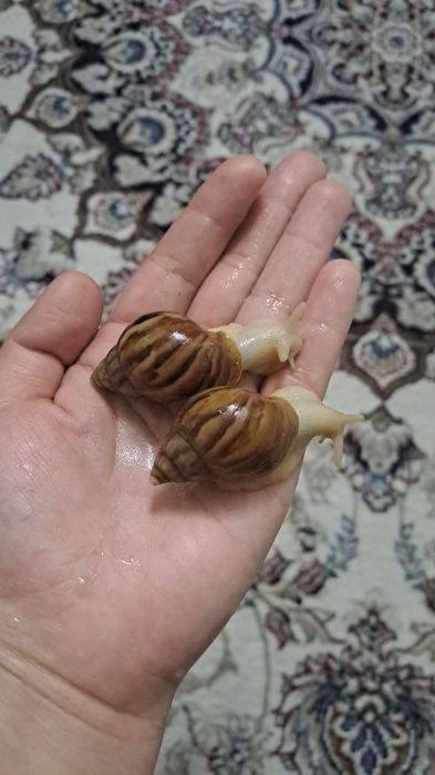 Улитка. Сергили метро адрес