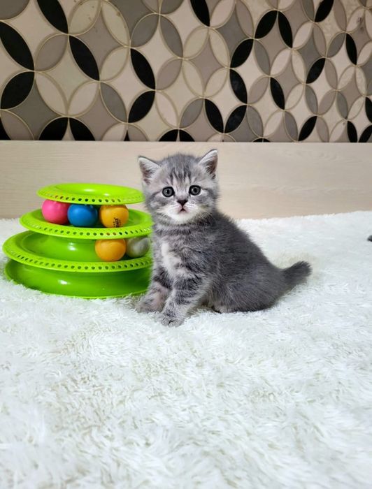 Забавные британские малыши