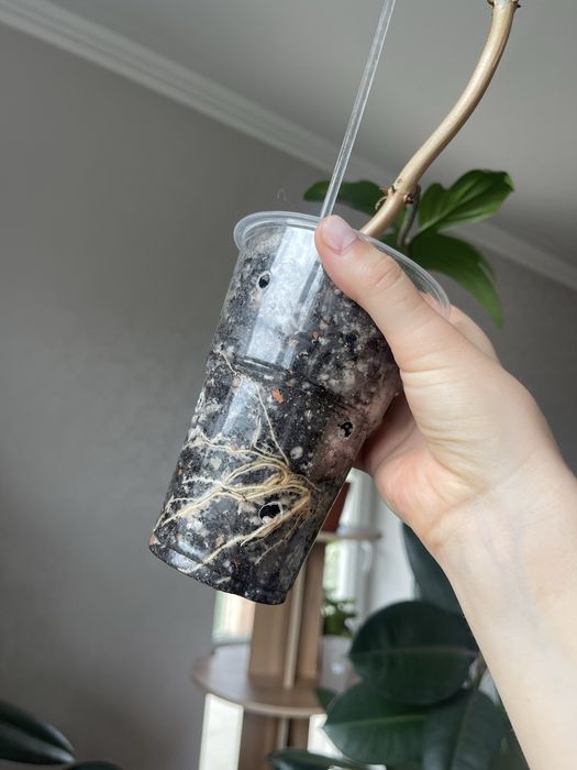 Филодендрон флорида бьюти