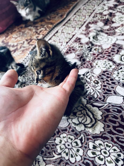 Котята отдам даром