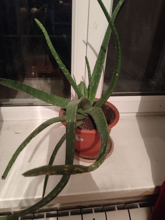 Цветы для офиса и дома