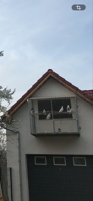 Voliera pasari.
