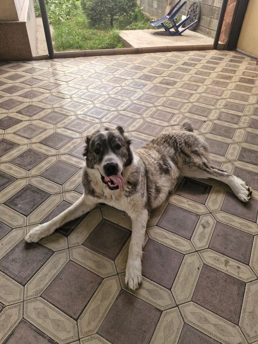 Собака алабай сучка