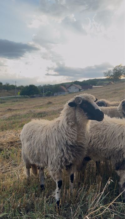 Mielute si Berbecuti Brezi