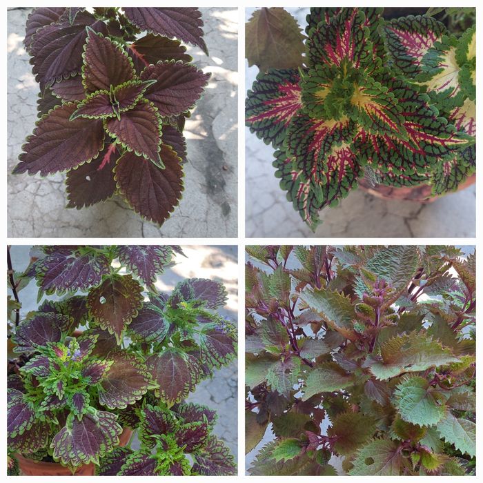 Комнатные цветы ,растения