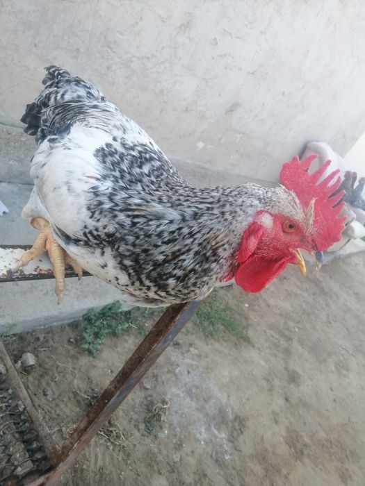 Әтеш сатылады биыл шыққан 6 айлық