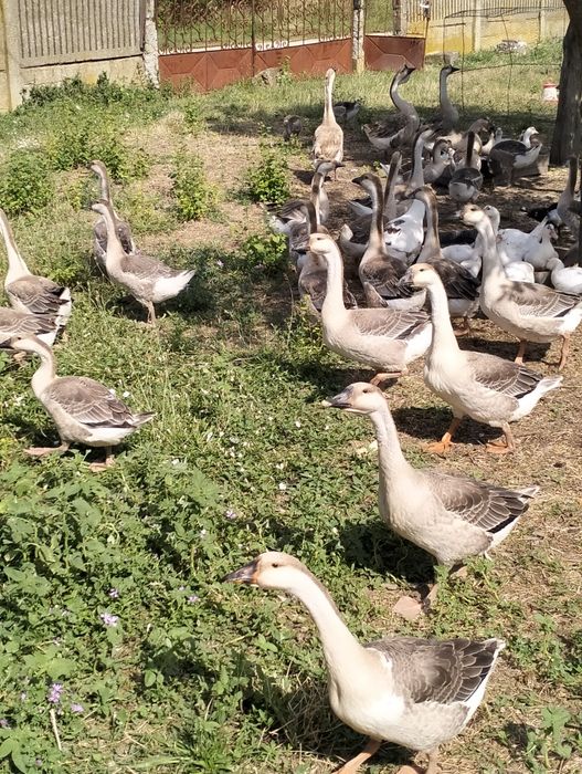 Boboci de gîscă de vinzare