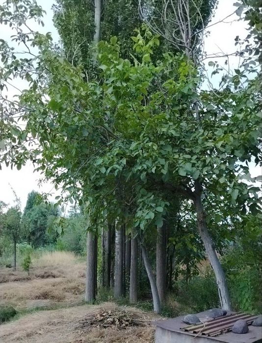 Теракларимиз. бор, сотиладиган