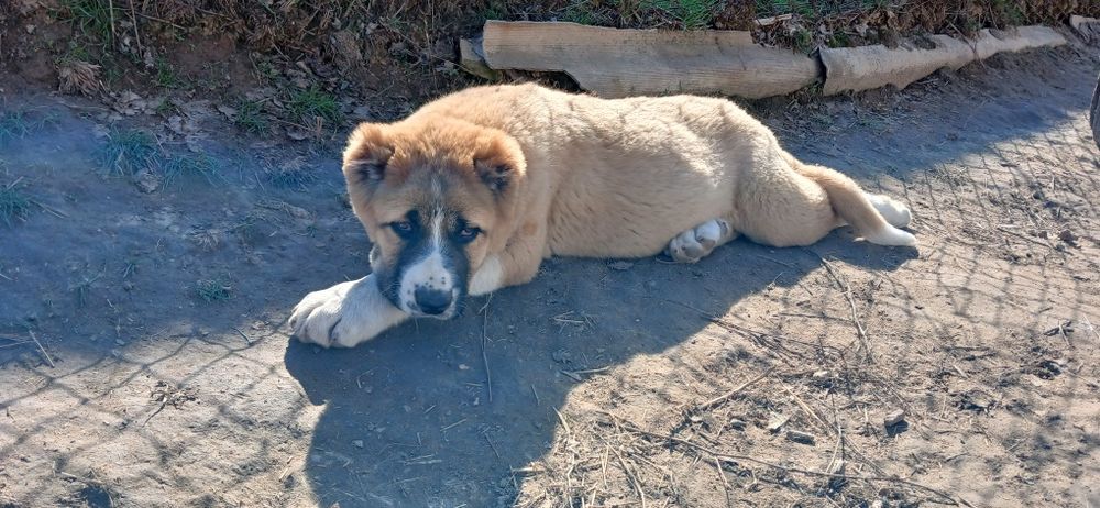 Осы кушык Сатылады