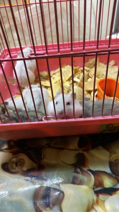 Хомячки джунгарские