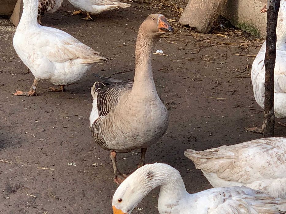 Gâscani de vanzare