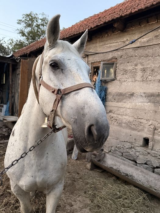 Ofer la vanzare cal