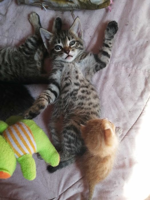 ОБЫЧНЫЙ КОТЕНОК или шпионский кастинг? Девочка и Мальчик 2 мес.