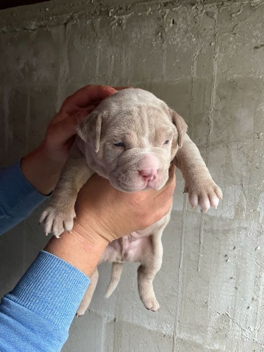 American Bully Pocket