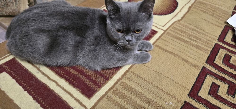 Кошка домашняя )))