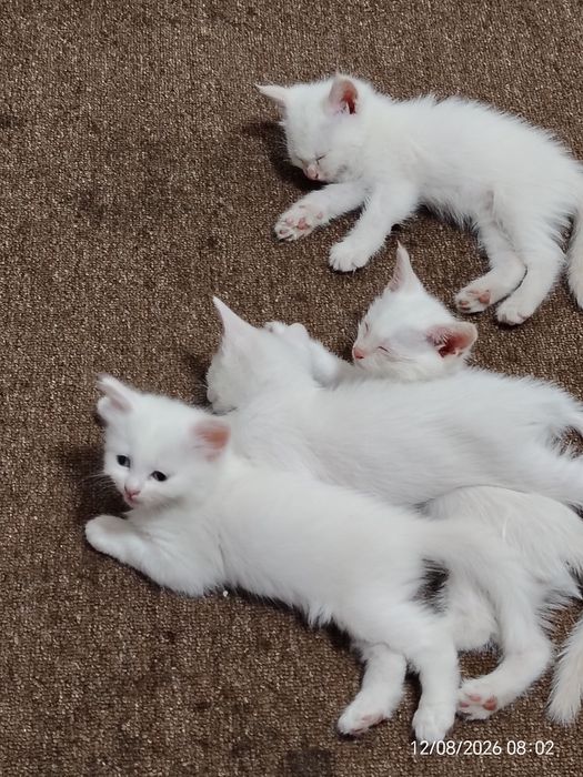 Отдам Котят даром!!!