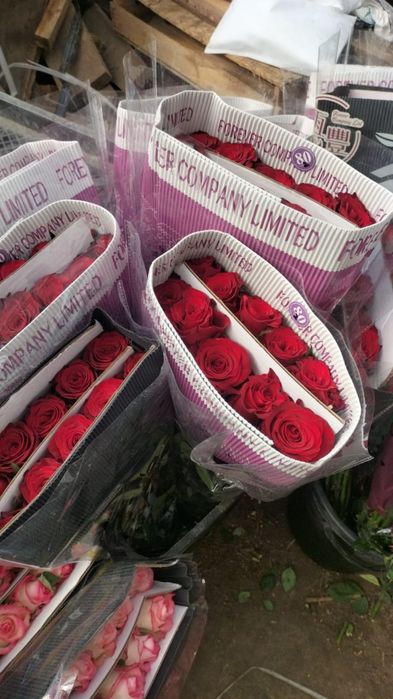 Розы на продажу крупные