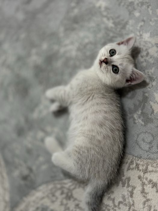 Породистые котята: британцы