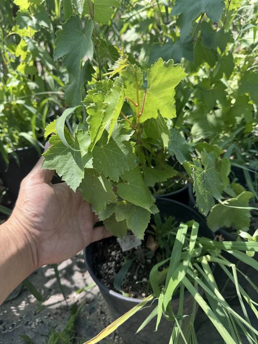 Аватар  виноград.