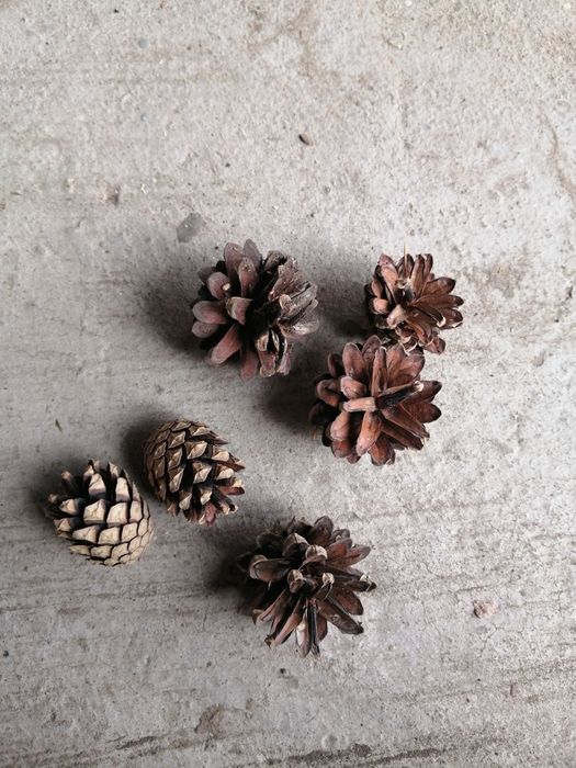 Продам Шишки Сосновые