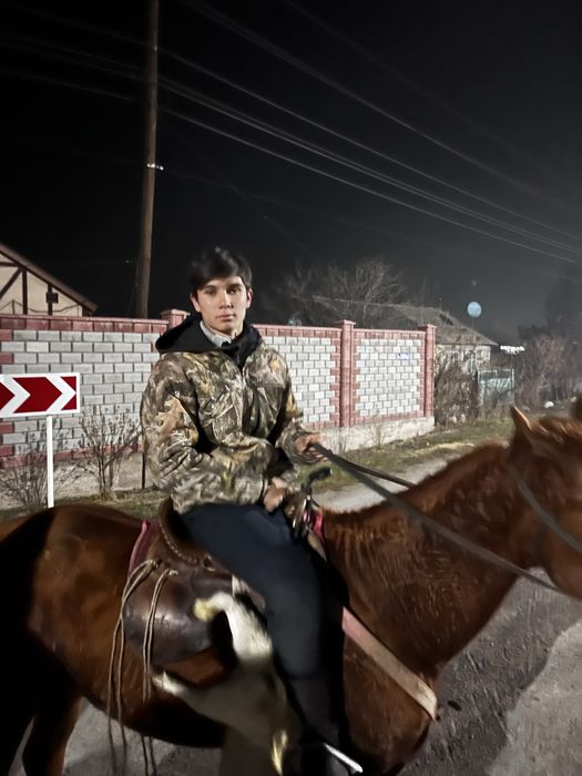 Продам коня жеребец