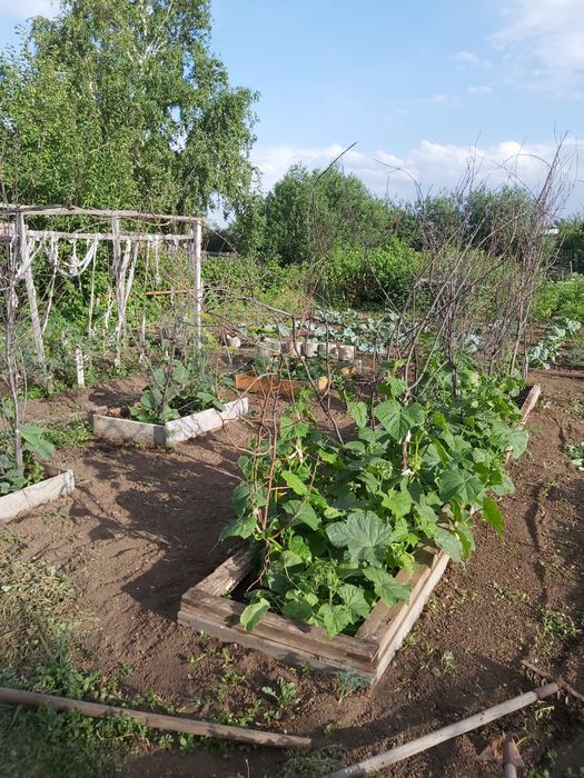 Дача, общество "Союз"