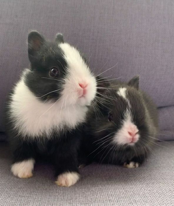 Продам декоративных кроликов